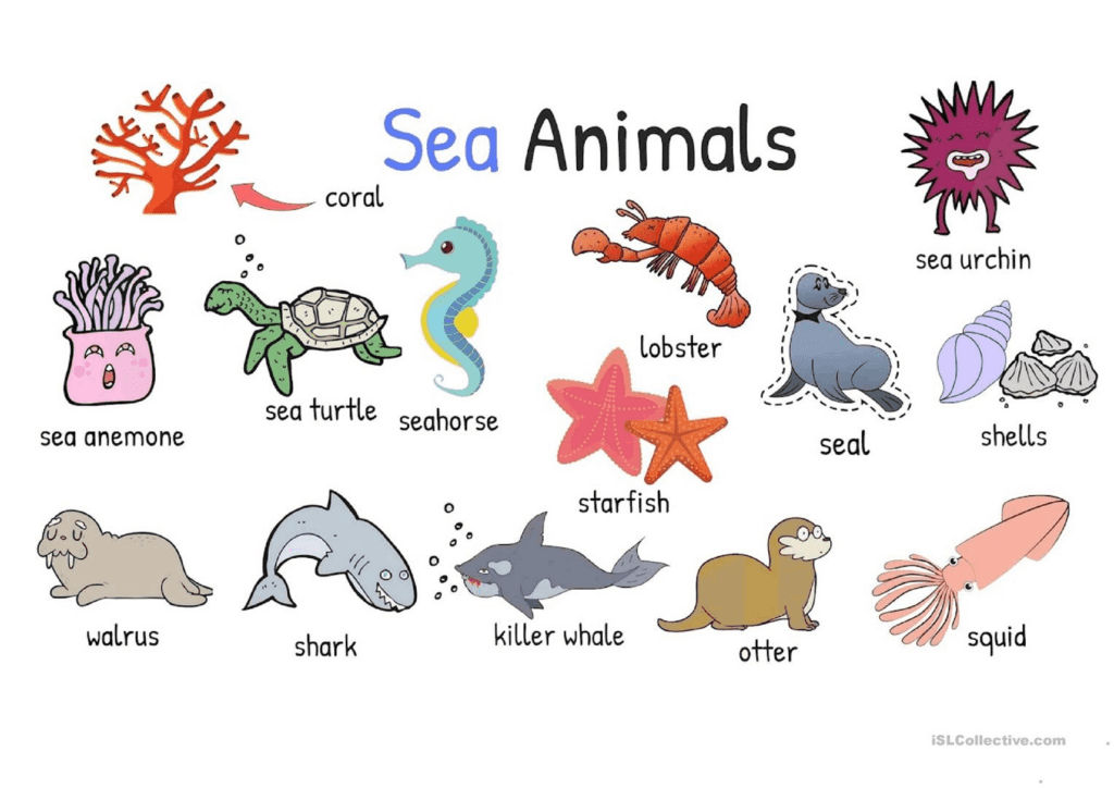 Các loài động vật dưới biển - Sea animal